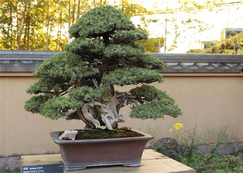 Juniper Bonsai Tree