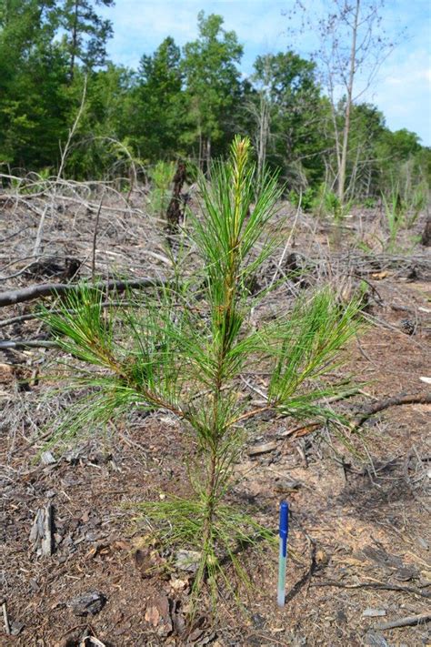 Loblolly Pine Seedling, South Carolina - Timberland Investment Resources