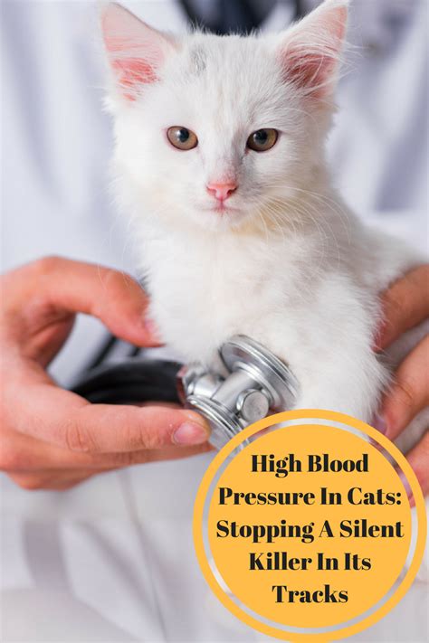 High Blood Pressure In Cats: How to Stop It In Its Tracks - Fully Feline