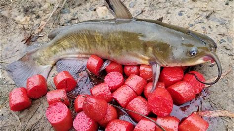 Fishing with Homemade Catfish Bait - catching bullheads from shore - YouTube