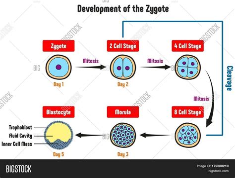 Development of the Zygote Diagram including all stages cell mitosis cleavage morula blastocyte ...