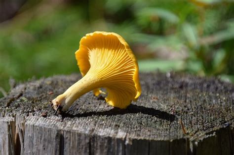 False Chanterelle Mushrooms: How To Tell The Difference