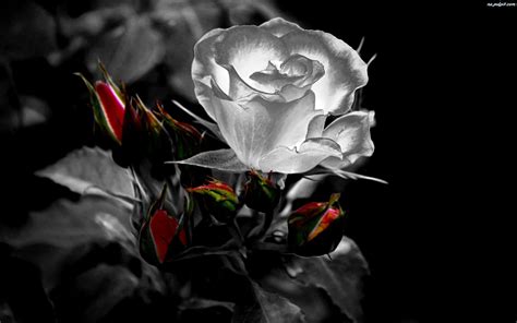 Gothic Roses Wallpapers - Top Free Gothic Roses Backgrounds ...