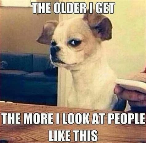 The older I get the more I look at people like this | Funny animal pictures, Animal memes, Funny ...