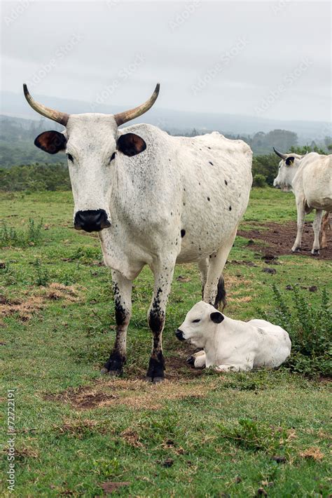 Nguni Cattle Stock Photo | Adobe Stock