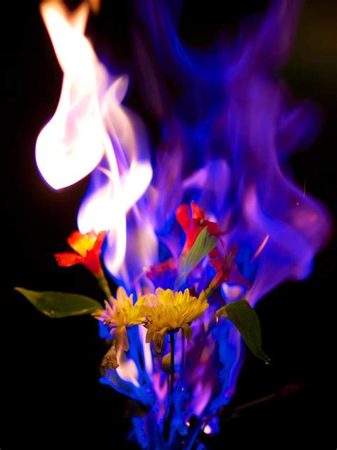 Isaac Sloan - Flowers on Fire