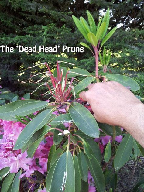 12 Best Pruning rhododendrons images in 2020 | Pruning rhododendrons, Rhododendron, Plants