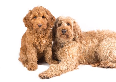 How Big do Labradoodles Get? Ultimate Labradoodle Size Guide - Labradoodles & Dogs