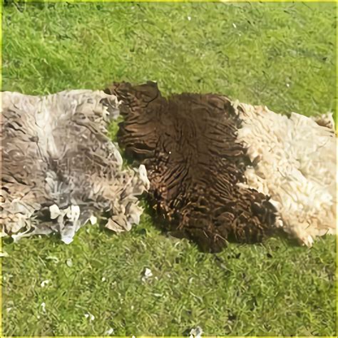 Raw Sheep Fleece for sale in UK | 72 used Raw Sheep Fleeces