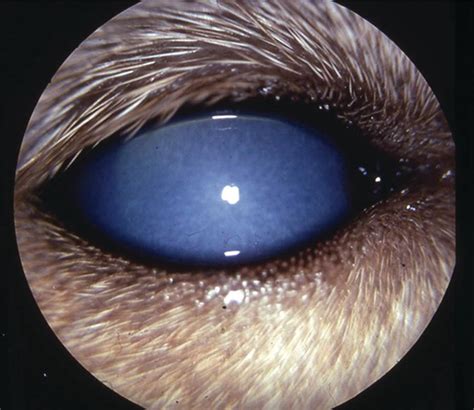 Systemic Diseases with Ophthalmic Manifestations | Veterian Key