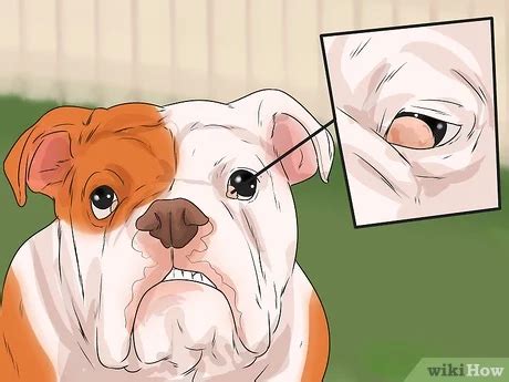 How To Care For English Bulldogs Skin