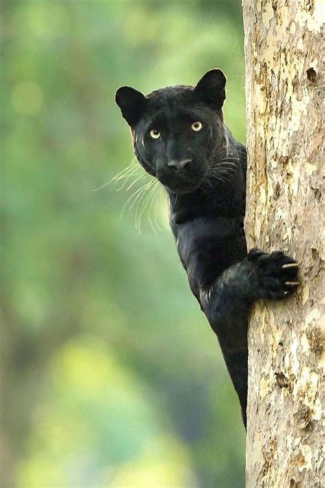 panther animals | Wild cats, Exotic cats, Animals