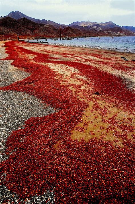 Christmas Island Red Crabs: Characteristics, reproduction and habits