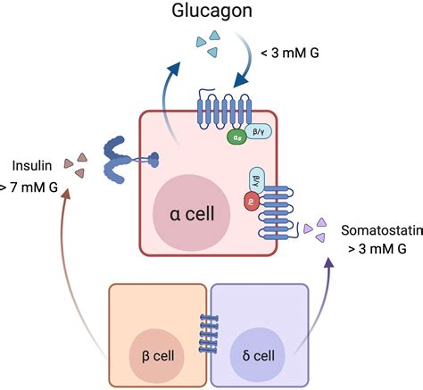 Frontiers | Pathways of Glucagon Secretion and Trafficking in the ...