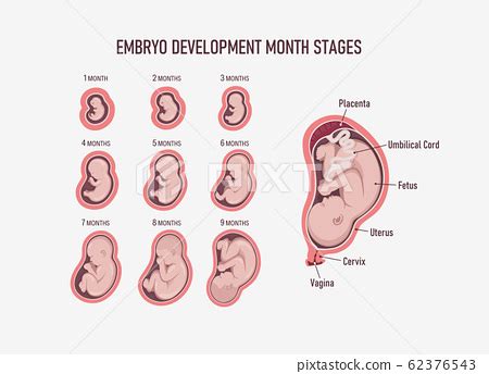 Human embryo, stages of fetal development 1 to... - Stock Illustration ...