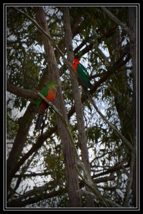 King Parrots 2 by DesignKReations on DeviantArt