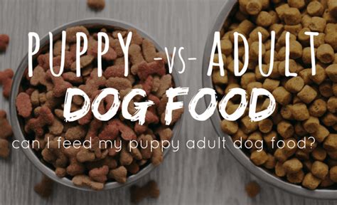 Can Puppies Eat Adult Dog Food? Puppy vs Dog Nutrition & What You Need ...