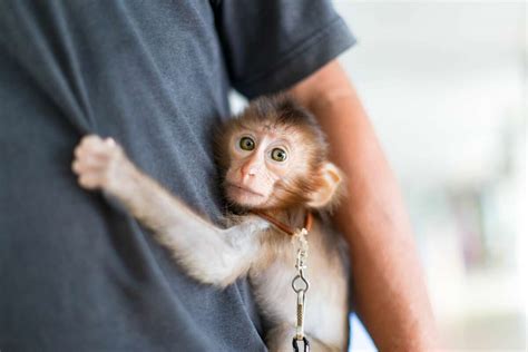 Pet monkey rescued from Chicago sent to San Antonio area animal sanctuary