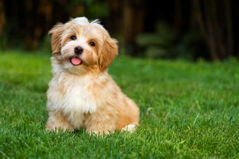 Havanese: Dog breed characteristics, pictures, care tips