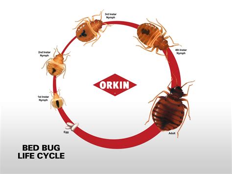 How Long Do Bed Bug Eggs Take To Hatch – Pest Phobia