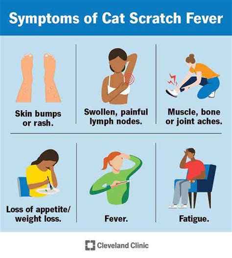 Symptoms of cat scratch disease - MEDizzy