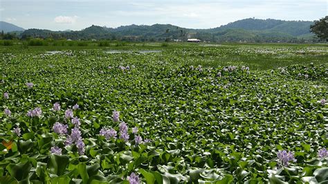 Pontederia crassipes (Water Hyacinth) | North Carolina Extension Gardener Plant Toolbox