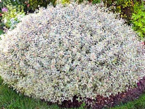 Abelia Varieties Collection | PlantingTree.com - PlantingTree