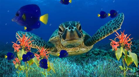 Amazing Marine Life - Tortoise | Coral reef aquarium, Aquarium backgrounds, Marine aquarium