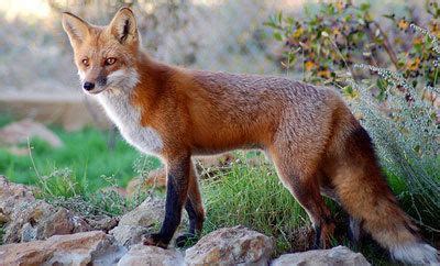 Sierra Nevada red fox - Alchetron, The Free Social Encyclopedia