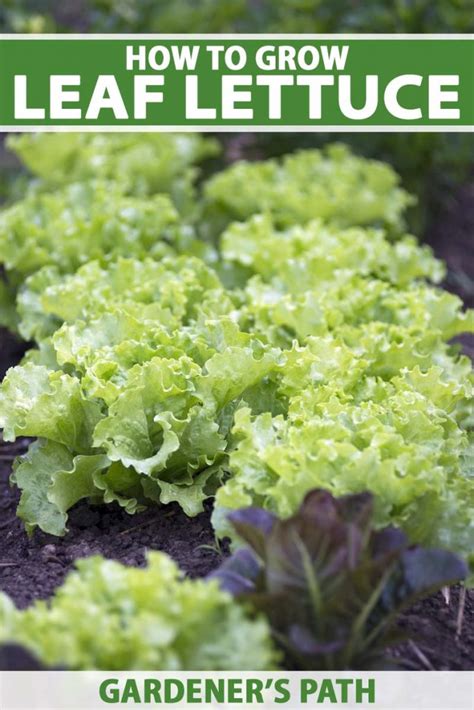 How to Plant and Grow Leaf Lettuce | Gardener’s Path