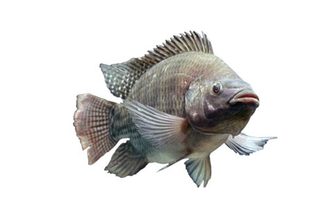 Blue Tilapia Breeding Colony - Tilapia Depot #AQ5265035