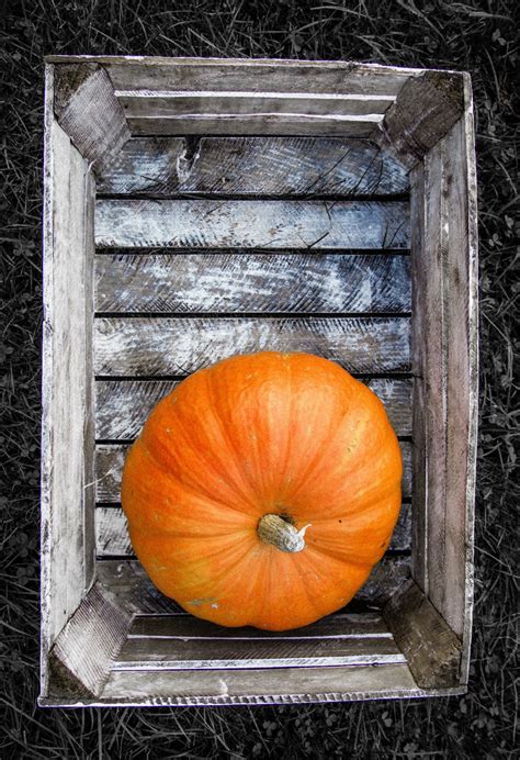 Free Images : field, orange, food, autumn, pumpkin, halloween, agriculture, plants, painting ...