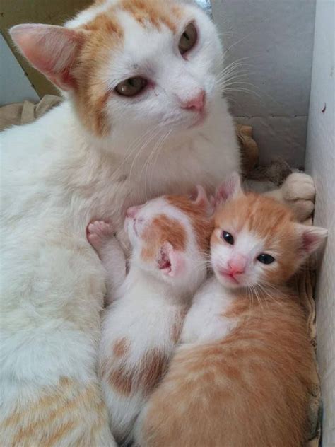 Mother and kittens | Pretty cats, Cute cats and kittens, Kittens