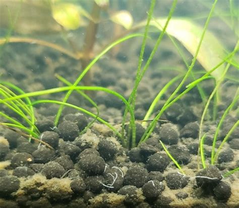 Worms In Fish Tank - Your ID Guide for The 4 Main Types - AquariumStoreDepot