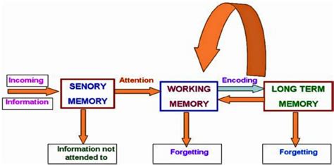 Schematic diagram of the types of memory. | Download Scientific Diagram