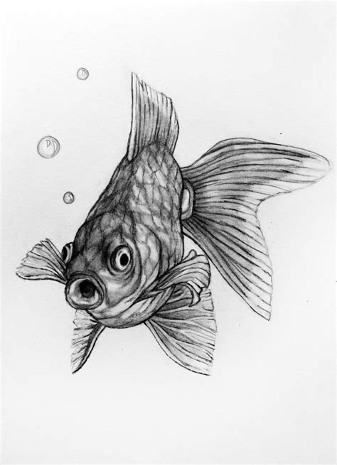 Pencil+Drawing+Series+by+Rachelle+Dyer | Fish sketch, Fish drawings, Sea animals drawings