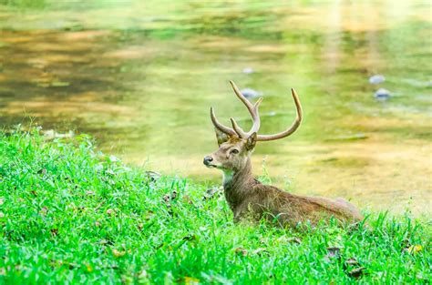 Sikkim Wildlife: 5 Breathtaking Sanctuaries to visit!