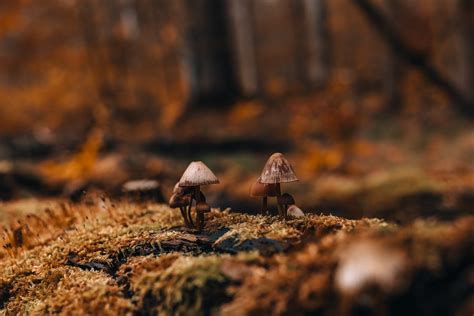 Fungi in Forest · Free Stock Photo