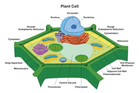 Plant Cell Model Diagram