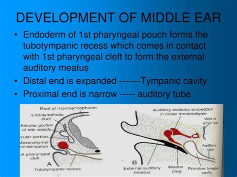 PPT - DEVELOPMENT OF EAR PowerPoint Presentation, free download - ID ...