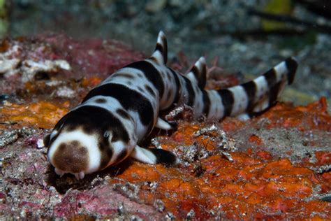 These sharks have evolved to walk on land—and they did it quickly