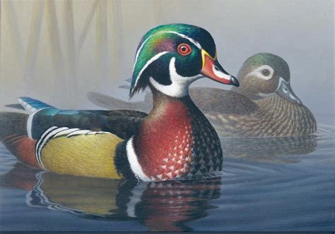 Wood Duck Wallpapers - Wallpaper Cave