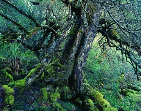 Lagarostrobos franklinii (Huon pine) description