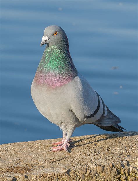 Rock Pigeon (Columba livia) | Pigeon, Pigeon pictures, Pigeon bird