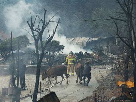 Photos: South Korea city wildfire fanned by strong winds, 300 residents ...