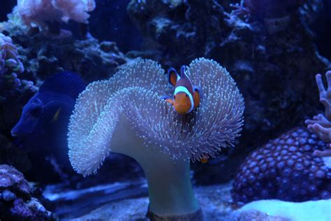 clownfish-in-leather-coral_26486344314_o | Reef tank, Fish pet, Clown fish