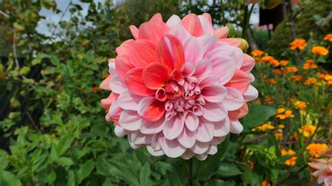 Dahlia Bunga Taman - Foto gratis di Pixabay - Pixabay