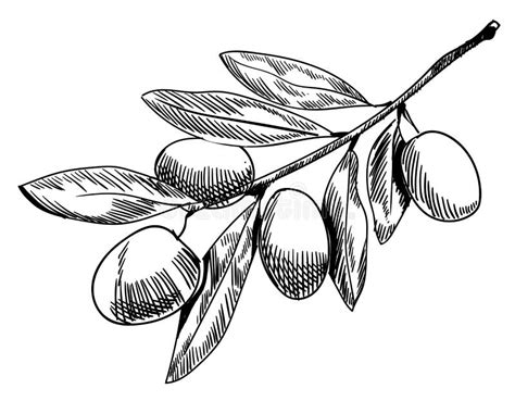 Olive Branch Sketch. Hand Drawn Olive Branch. Contour Line Drawing. VECTOR Illustration. Stock ...