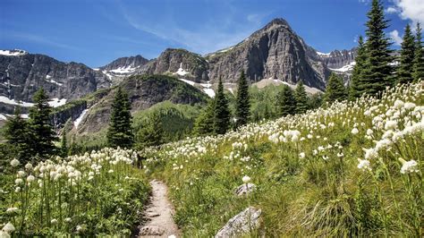 Meadow Mountain Nature Path And Flowers Under Blue Sky HD Nature ...