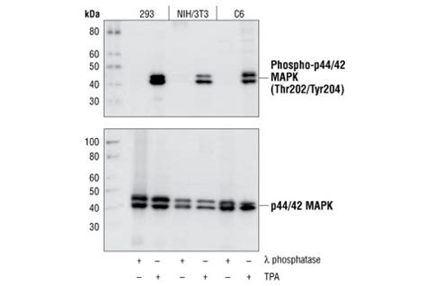 Phospho-p44/42 MAPK (Erk1/2) (Thr202/Tyr204) (D13.14.4E) XP® Rabbit mAb (BSA and Azide Free ...